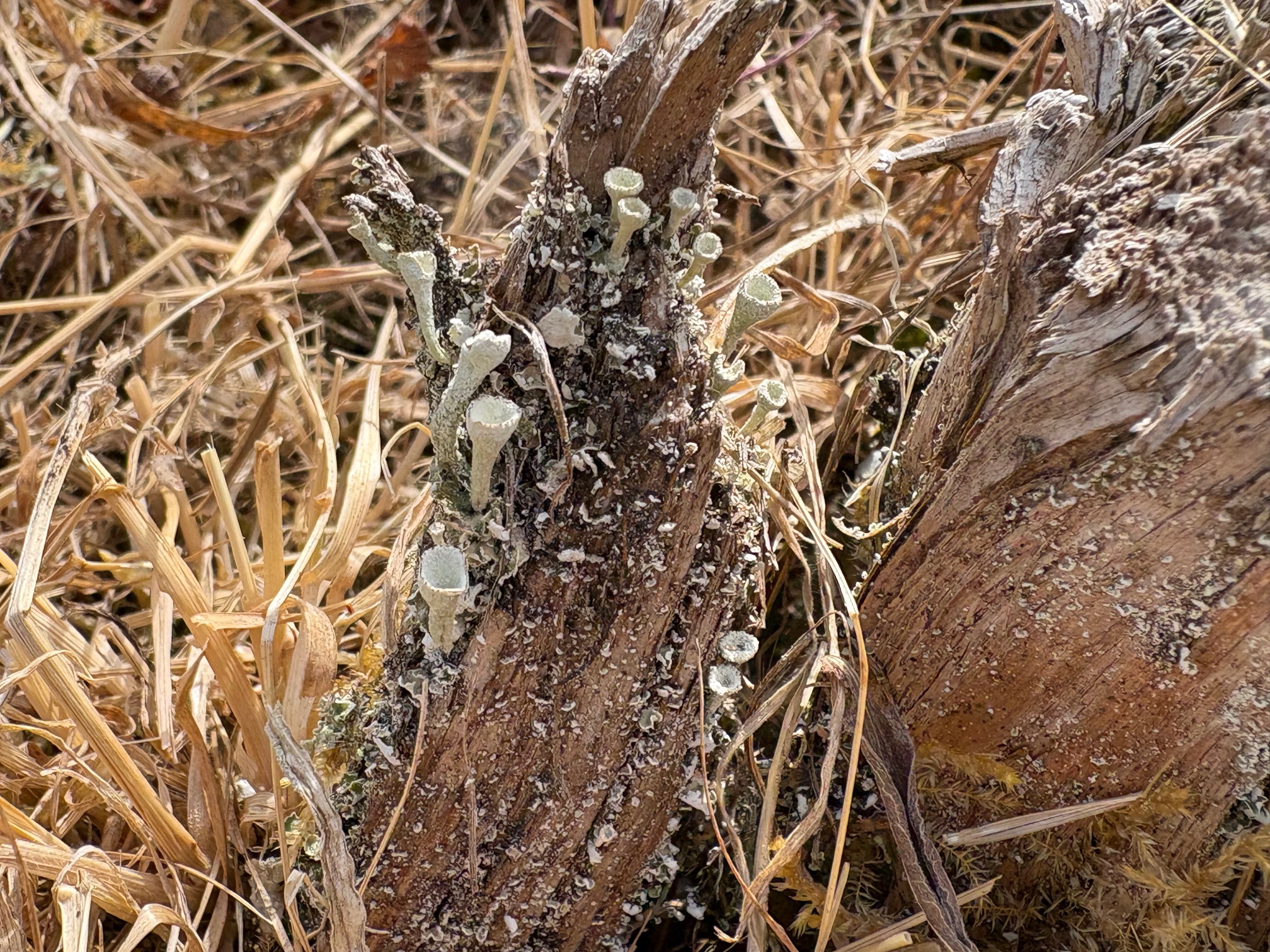 Pixie cup lichens growing on what remains of a tree stump.
