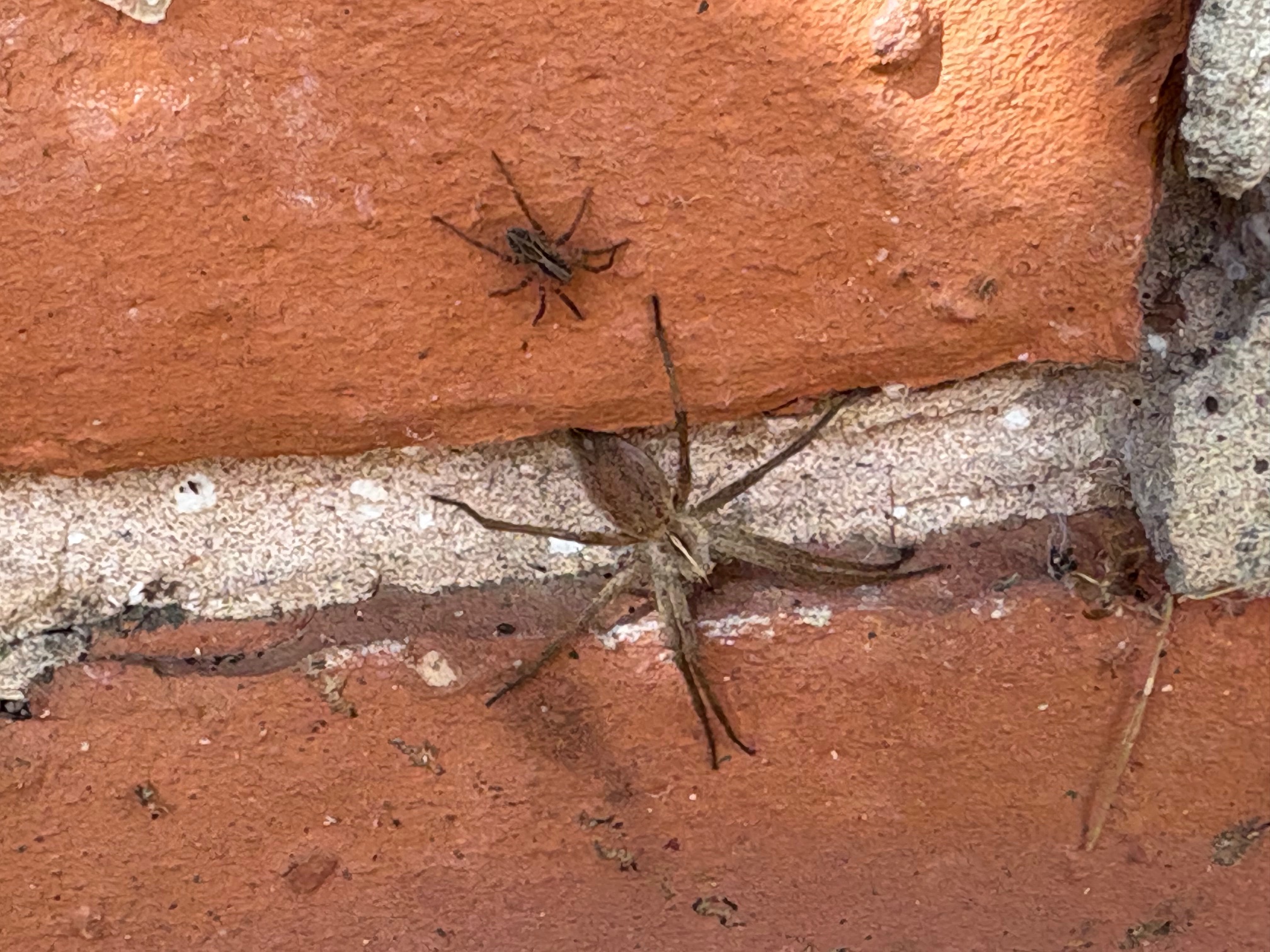 Two spiders of very different sizes on the new wall.