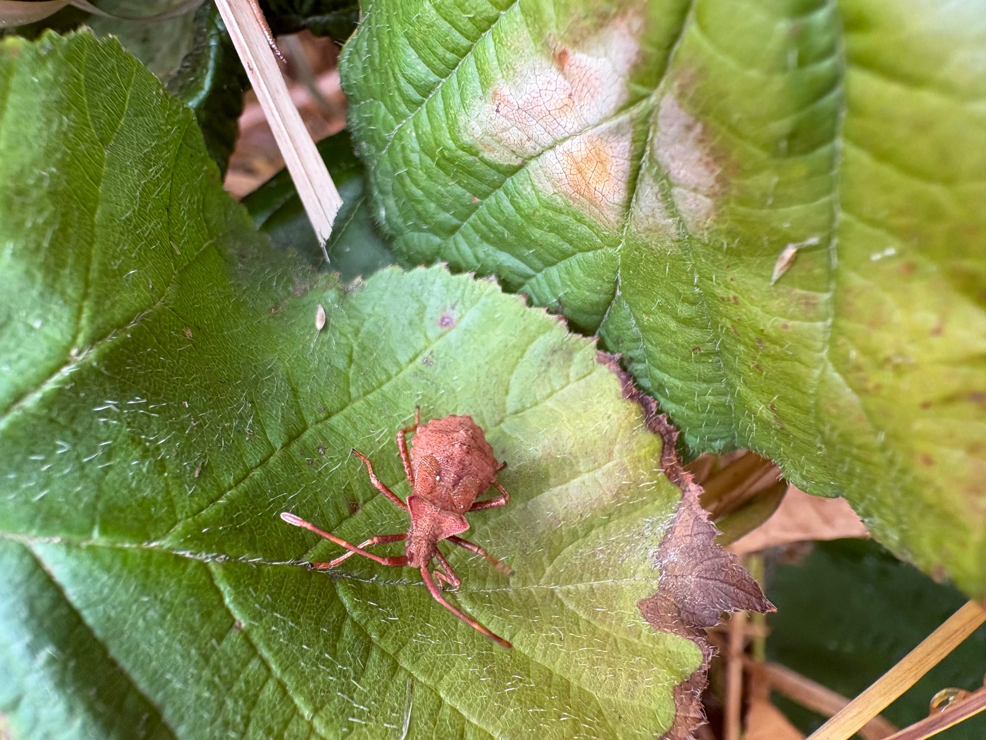A Dock Bug on a dock plant.