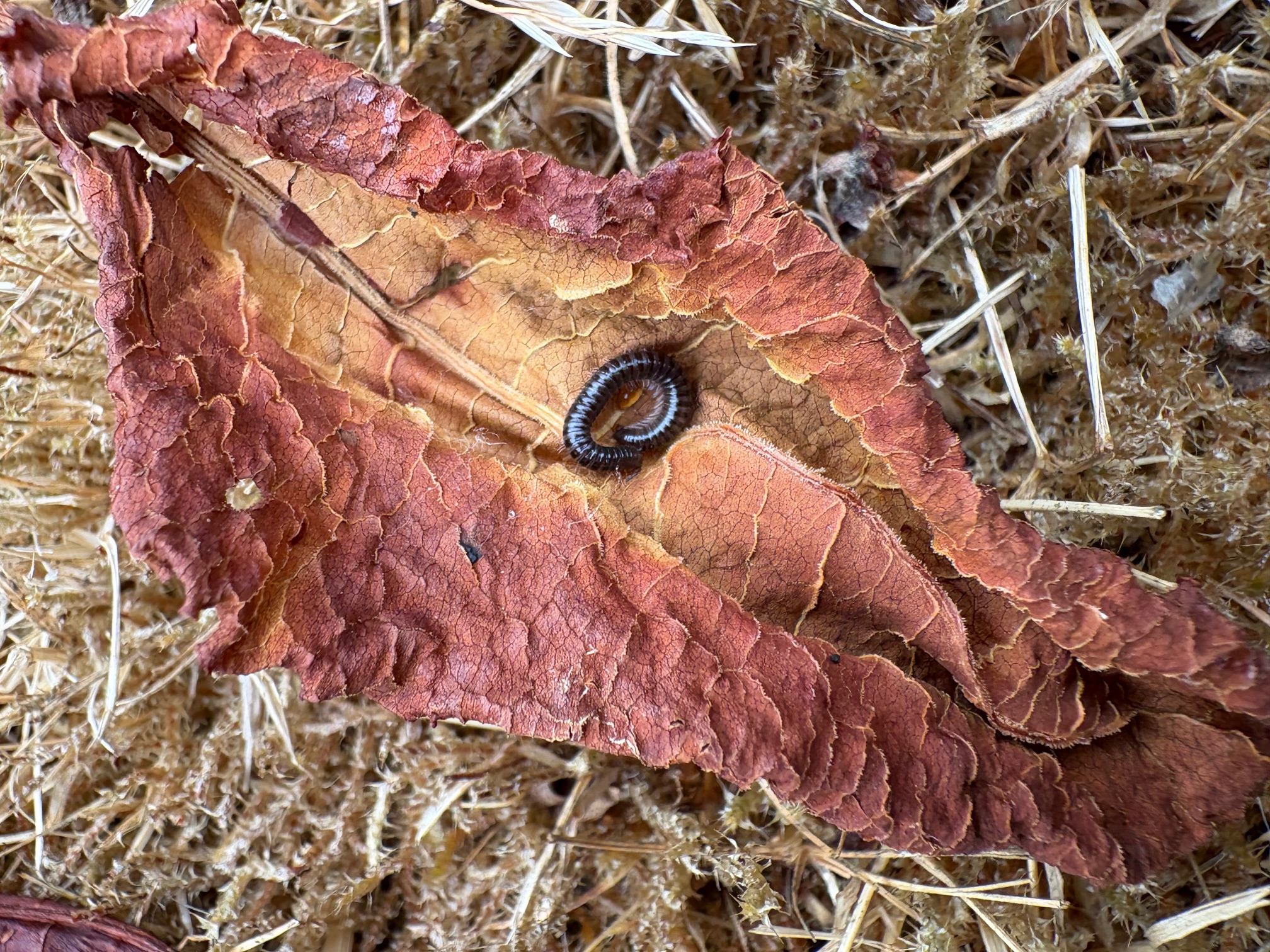 A Snake-legged Millipede curled up inside a leaf.