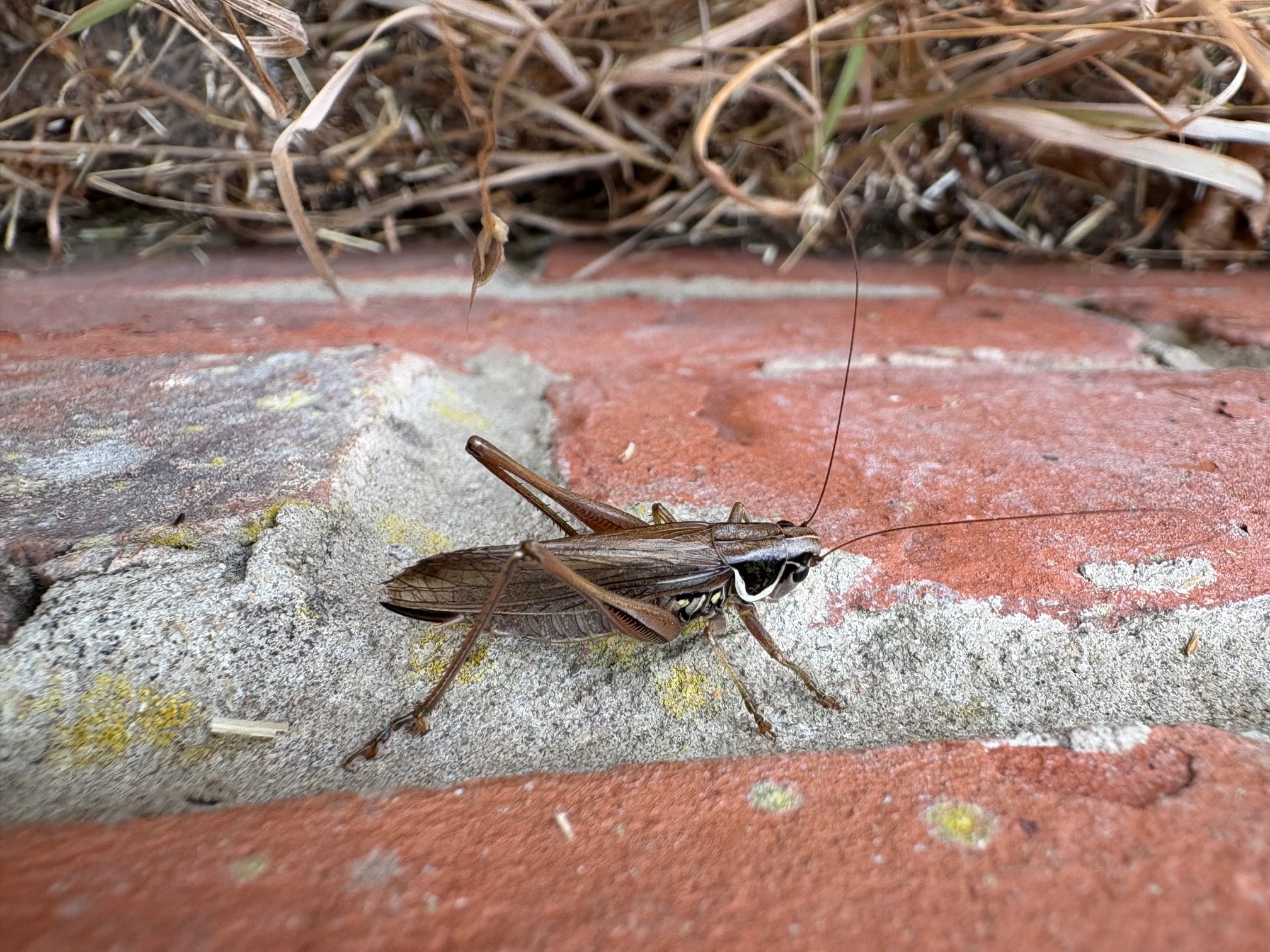 Roesel’s Bush-cricket on the new wall.