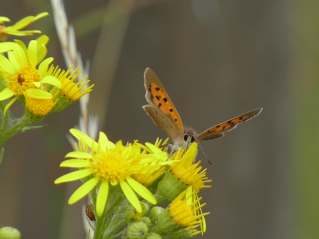 A honey bee on an ox-eye daisy in the churchyard meadow
