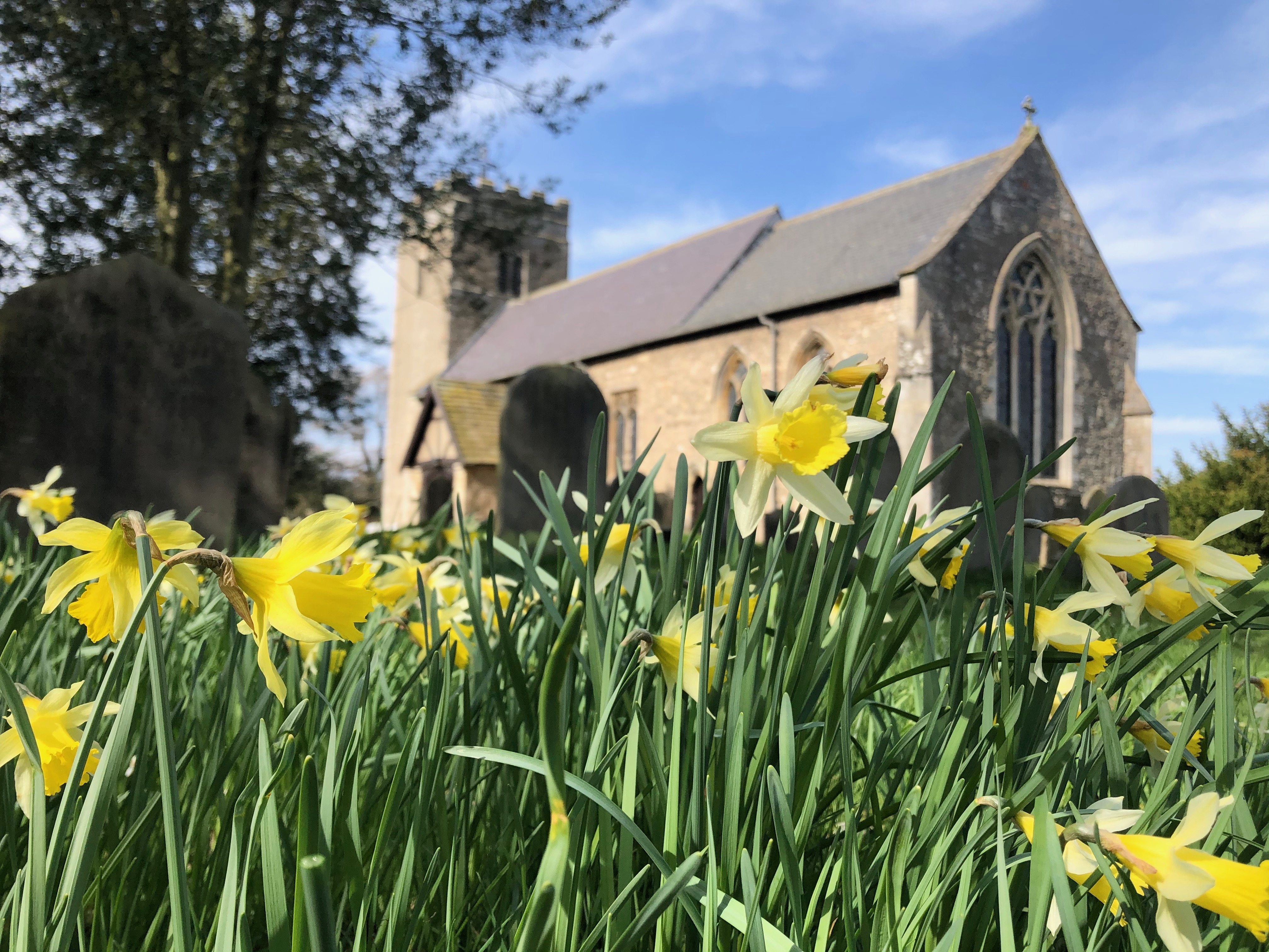 Wildflowers in the Finningley churchyard