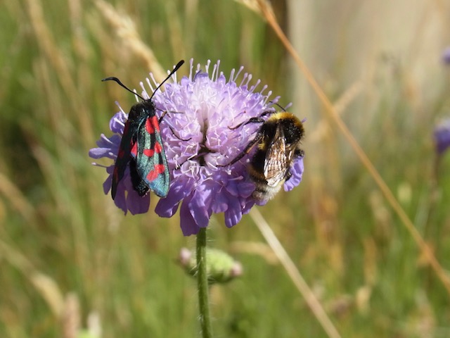Wildflowers in the Finningley churchyard