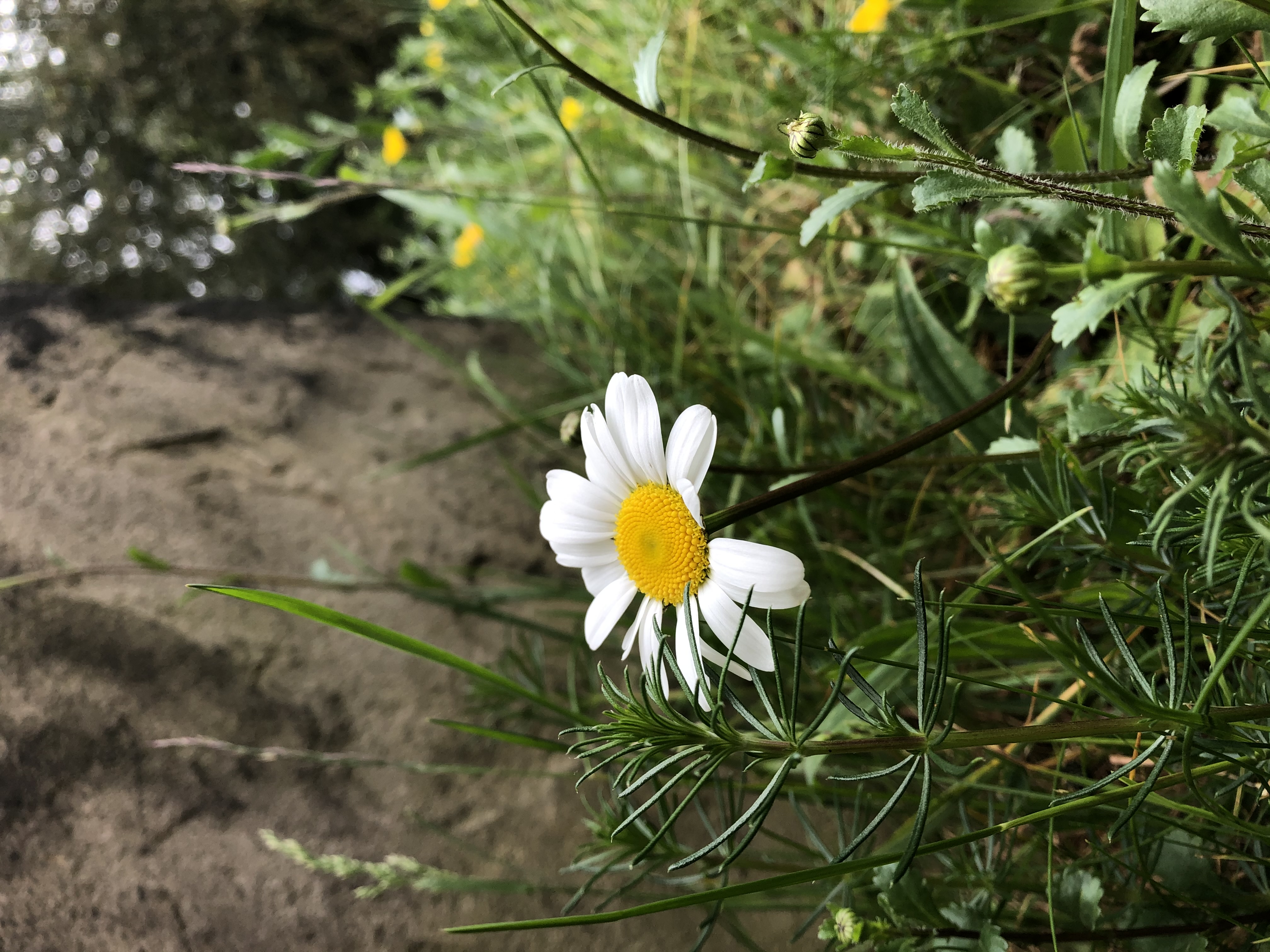 Wildflowers in the Finningley churchyard