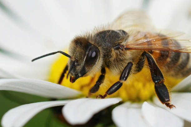 A honey bee gathering pollen on an ox-eye daisy